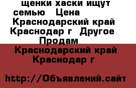 щенки хаски ищут семью › Цена ­ 20 000 - Краснодарский край, Краснодар г. Другое » Продам   . Краснодарский край,Краснодар г.